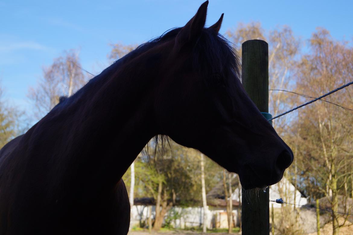 Welsh Pony (sec B) Champer billede 17