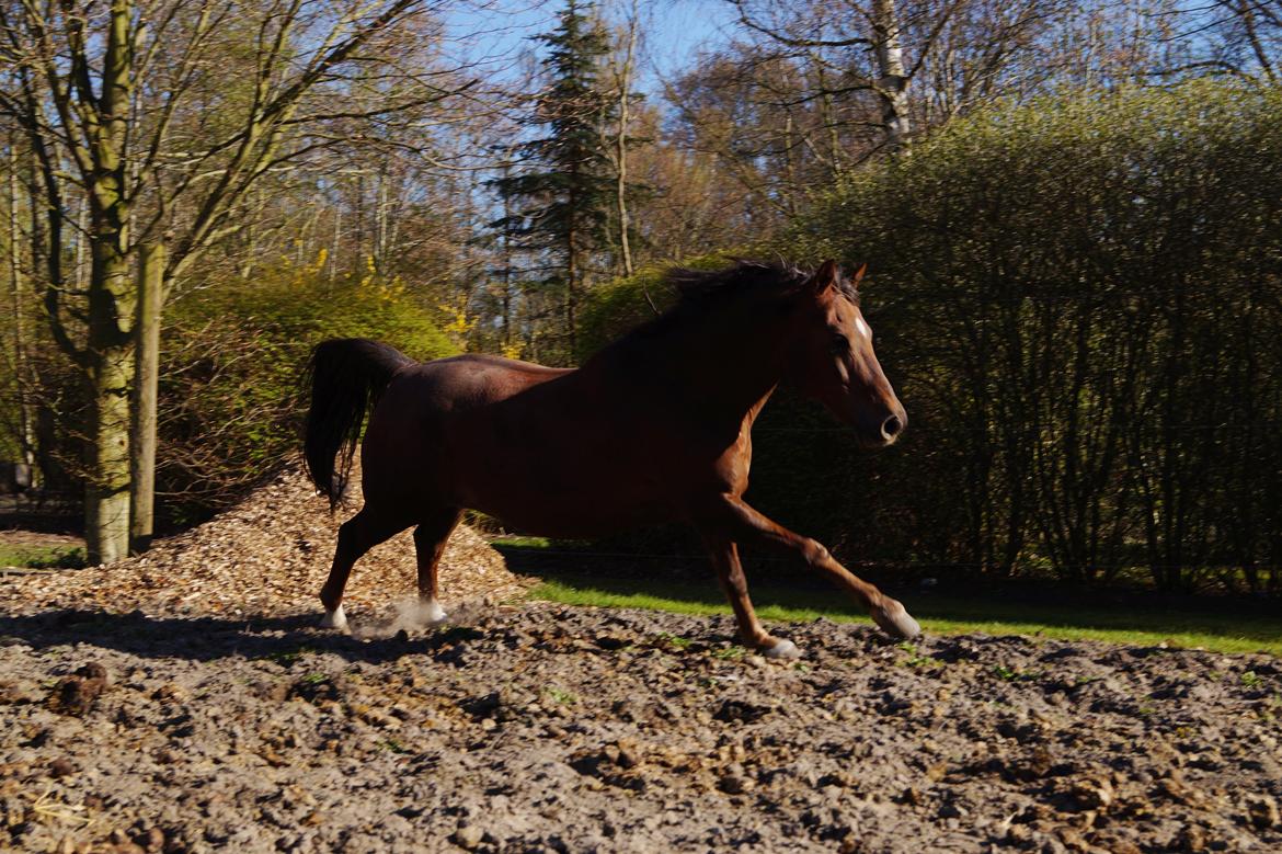 Welsh Pony (sec B) Champer billede 16