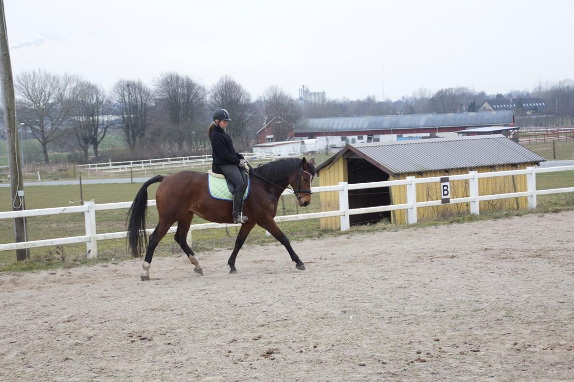 Dansk Varmblod Brøttrupsgaard' belinda billede 6