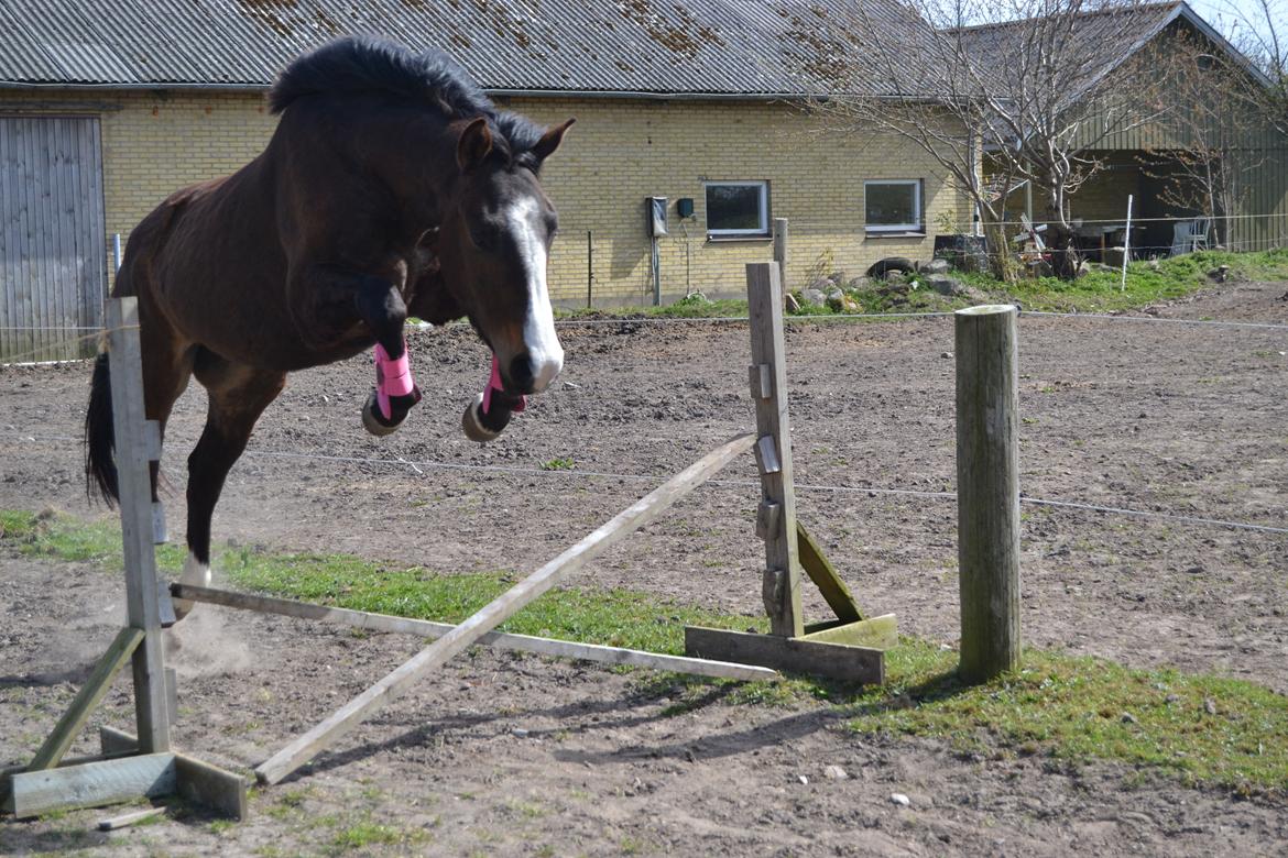 Anden særlig race Birkelunds Leonora - Dygtig springmusse! <3 billede 5
