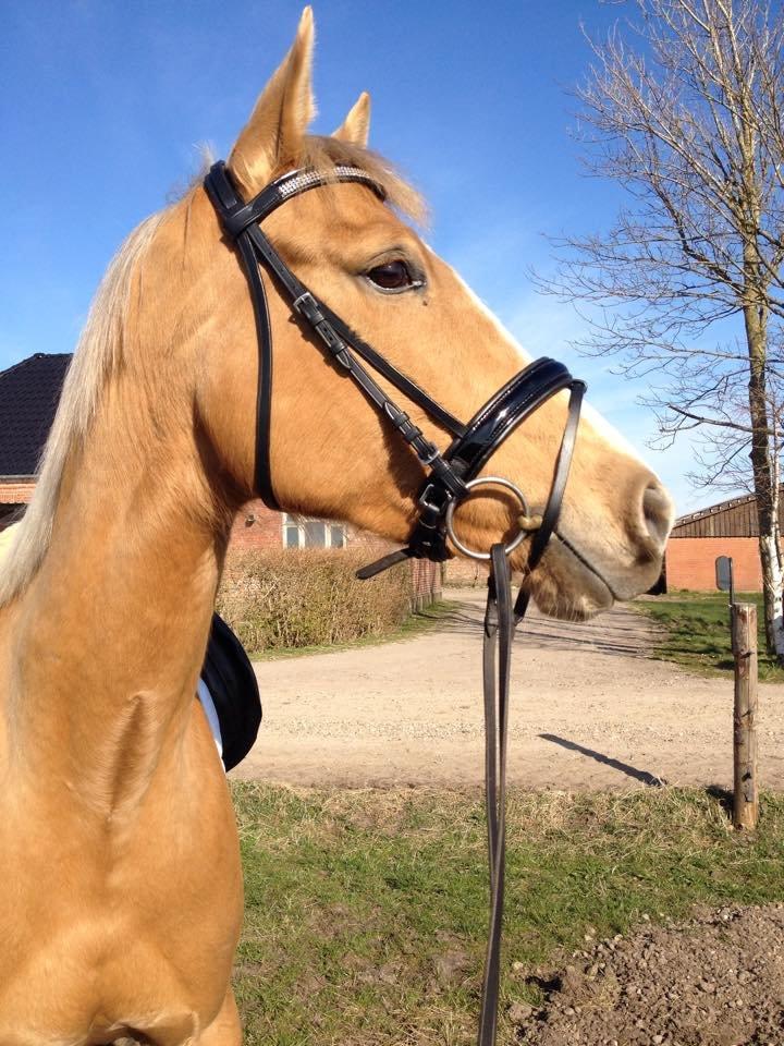 Palomino Golden Medina *SOLGT* billede 1