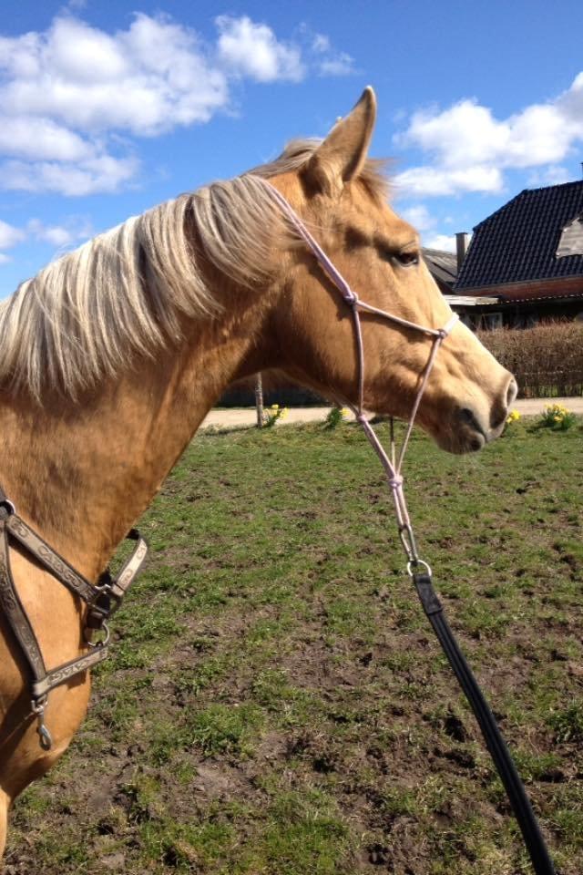 Palomino Golden Medina *SOLGT* billede 3