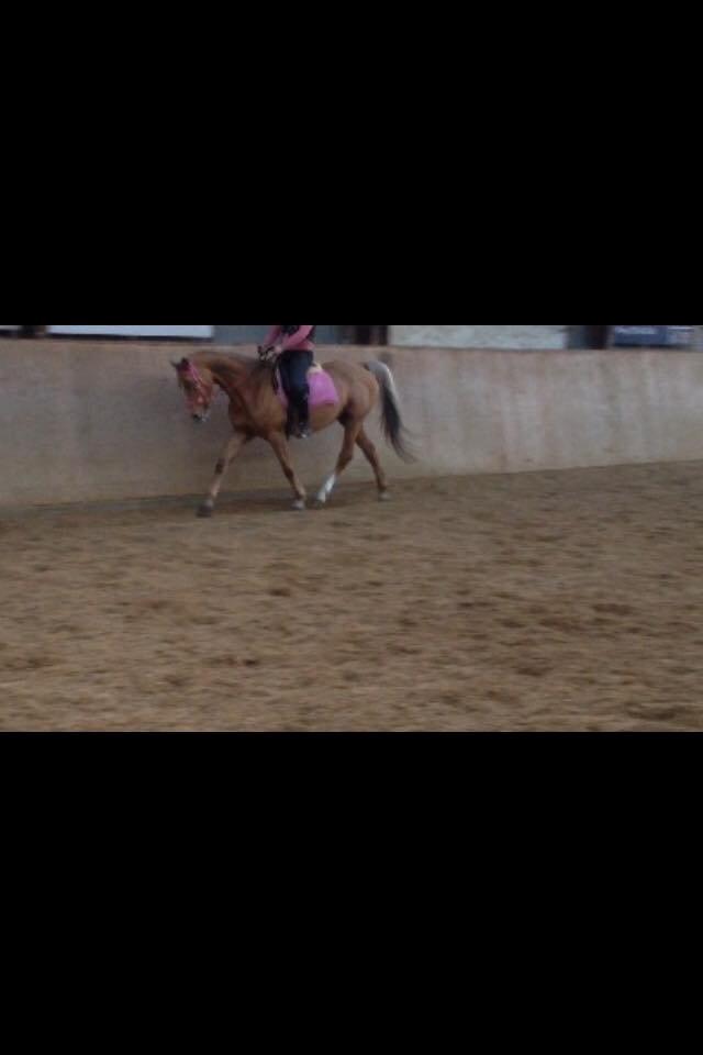 Palomino Golden Medina *SOLGT* billede 4