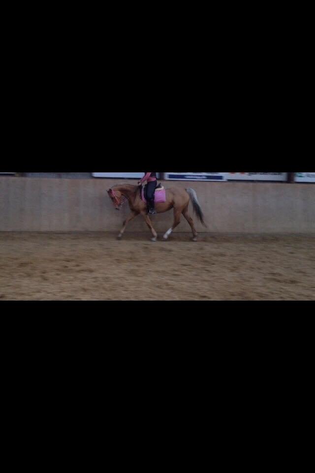 Palomino Golden Medina *SOLGT* billede 2