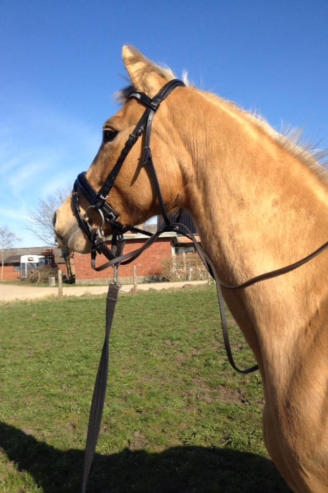 Palomino Golden Medina *SOLGT* billede 6