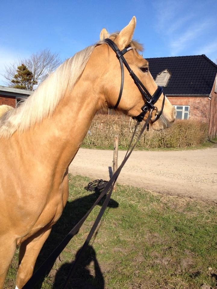 Palomino Golden Medina *SOLGT* billede 7
