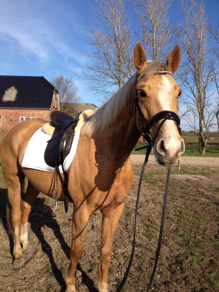 Palomino Golden Medina *SOLGT* billede 8