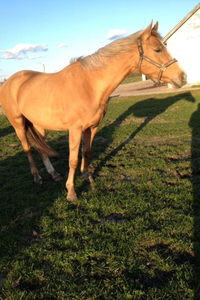 Palomino Golden Medina *SOLGT* billede 9