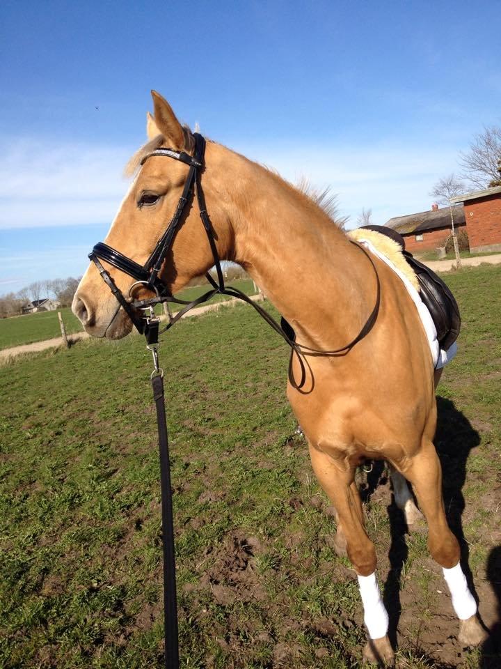 Palomino Golden Medina *SOLGT* billede 10