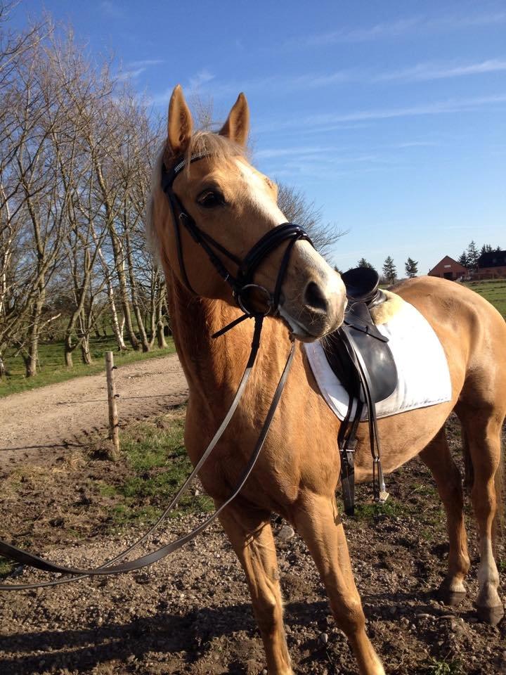 Palomino Golden Medina *SOLGT* billede 11