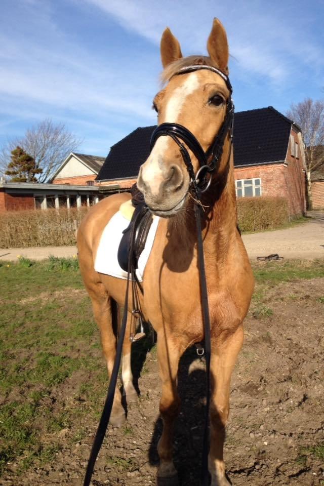 Palomino Golden Medina *SOLGT* billede 12