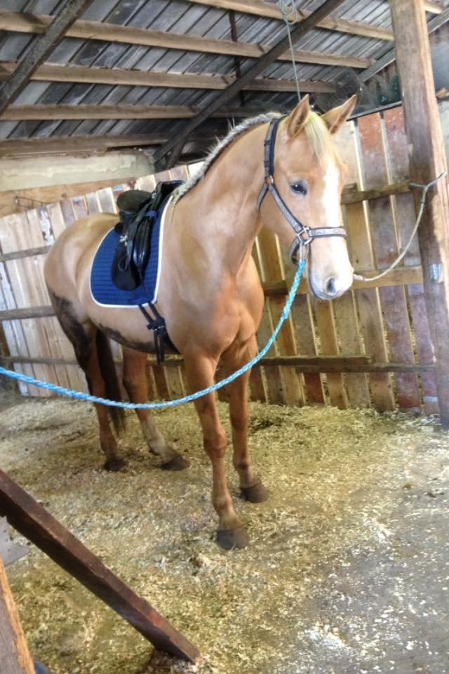 Palomino Golden Medina *SOLGT* billede 13