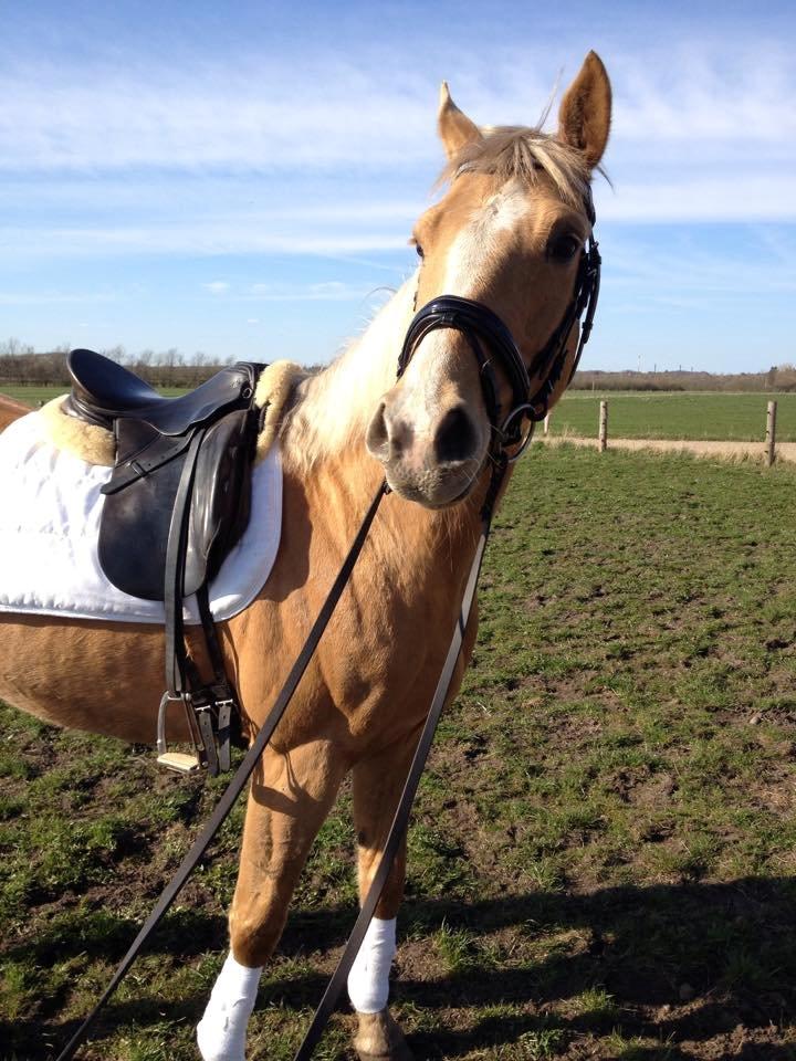 Palomino Golden Medina *SOLGT* billede 14
