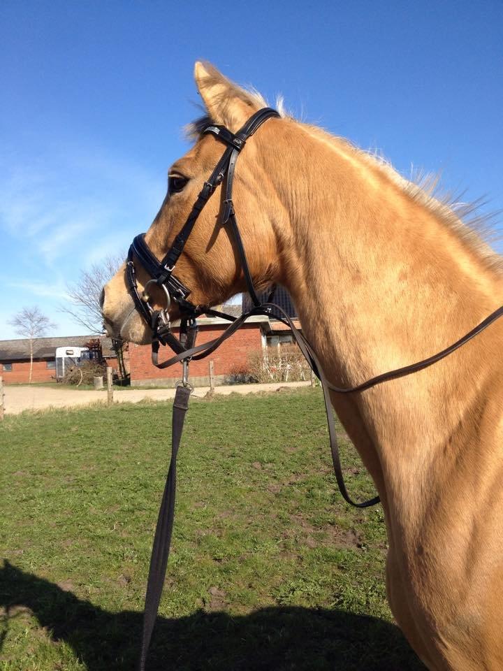 Palomino Golden Medina *SOLGT* billede 15