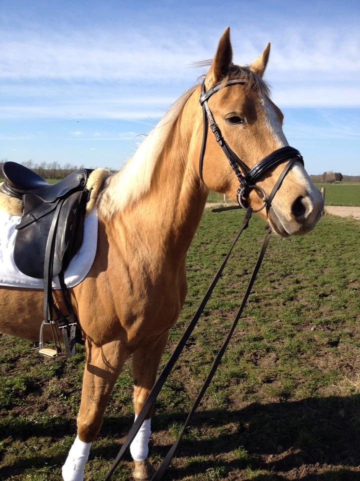 Palomino Golden Medina *SOLGT* billede 16