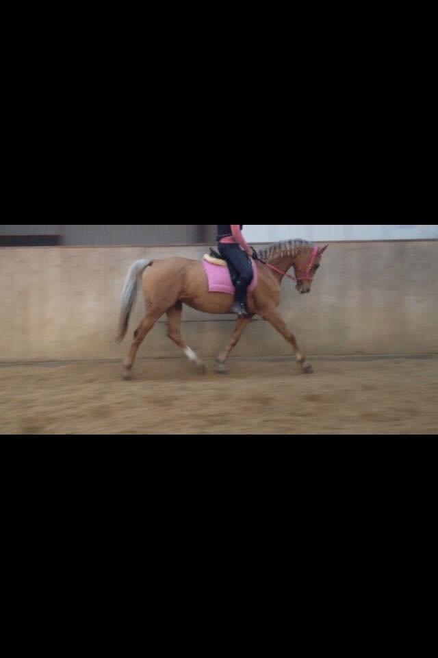 Palomino Golden Medina *SOLGT* billede 17