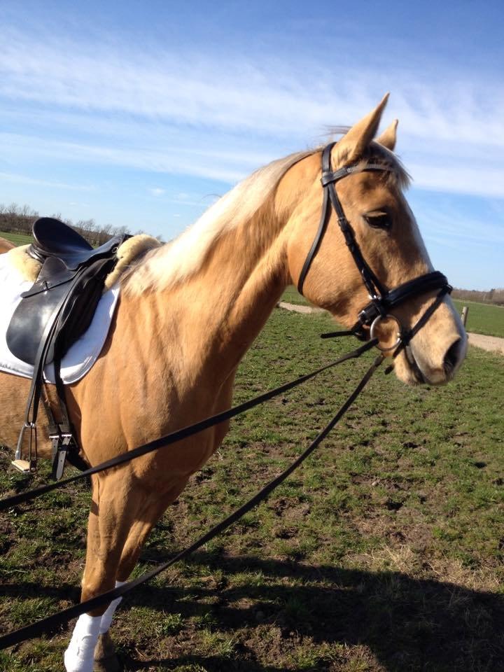 Palomino Golden Medina *SOLGT* billede 18