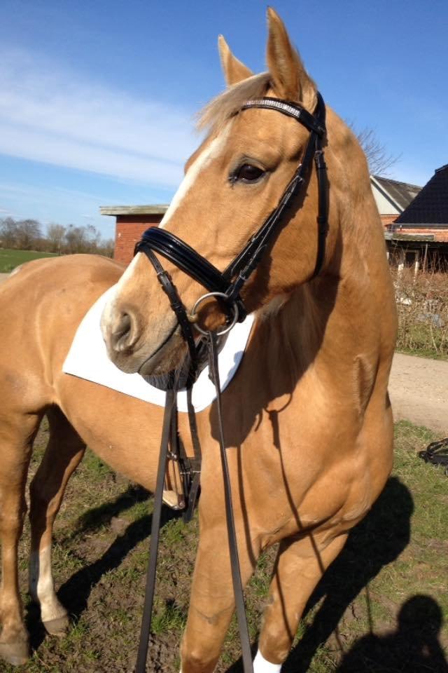 Palomino Golden Medina *SOLGT* billede 5