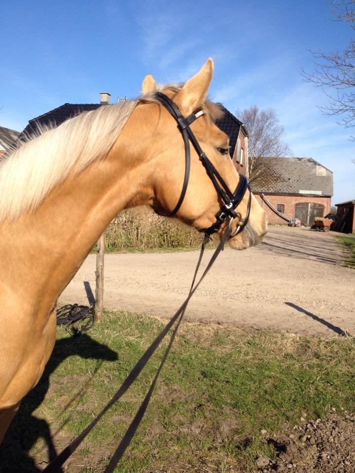 Palomino Golden Medina *SOLGT* billede 20