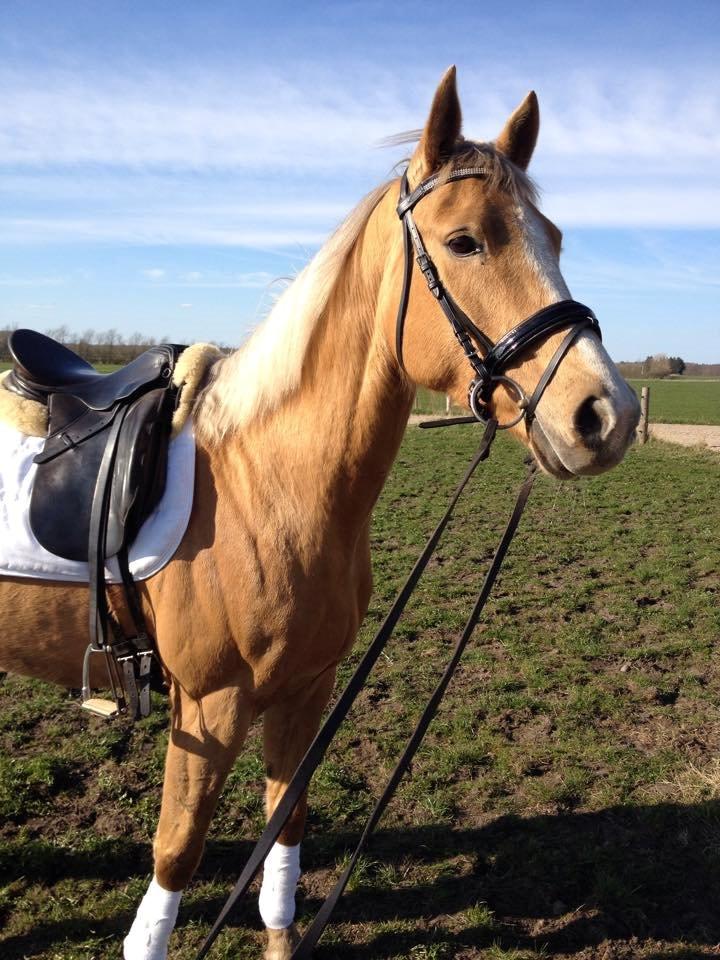 Palomino Golden Medina *SOLGT* billede 19