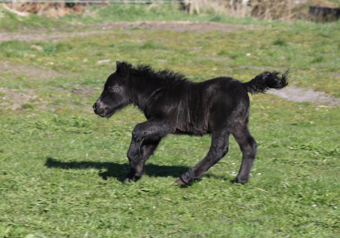 Shetlænder Rubinkes Pascal  billede 2