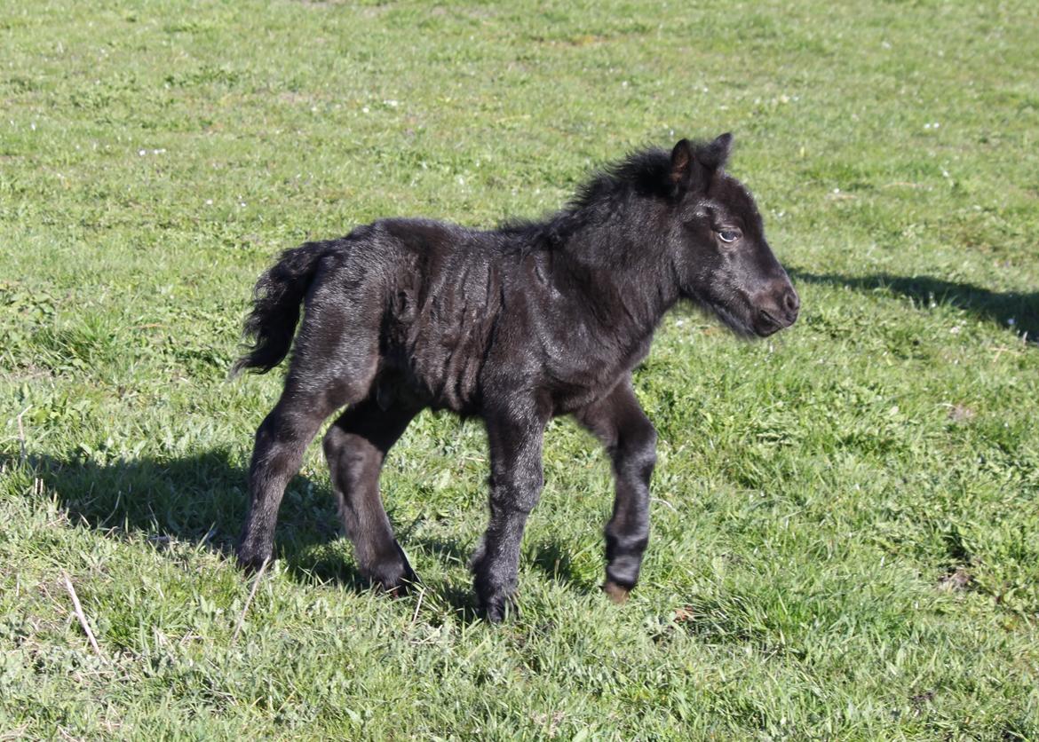 Shetlænder Rubinkes Pascal  billede 1