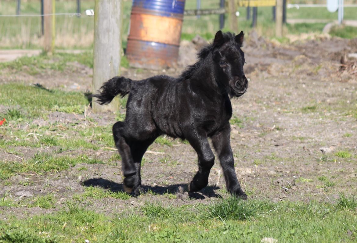 Shetlænder Rubinkes Pascal  billede 4