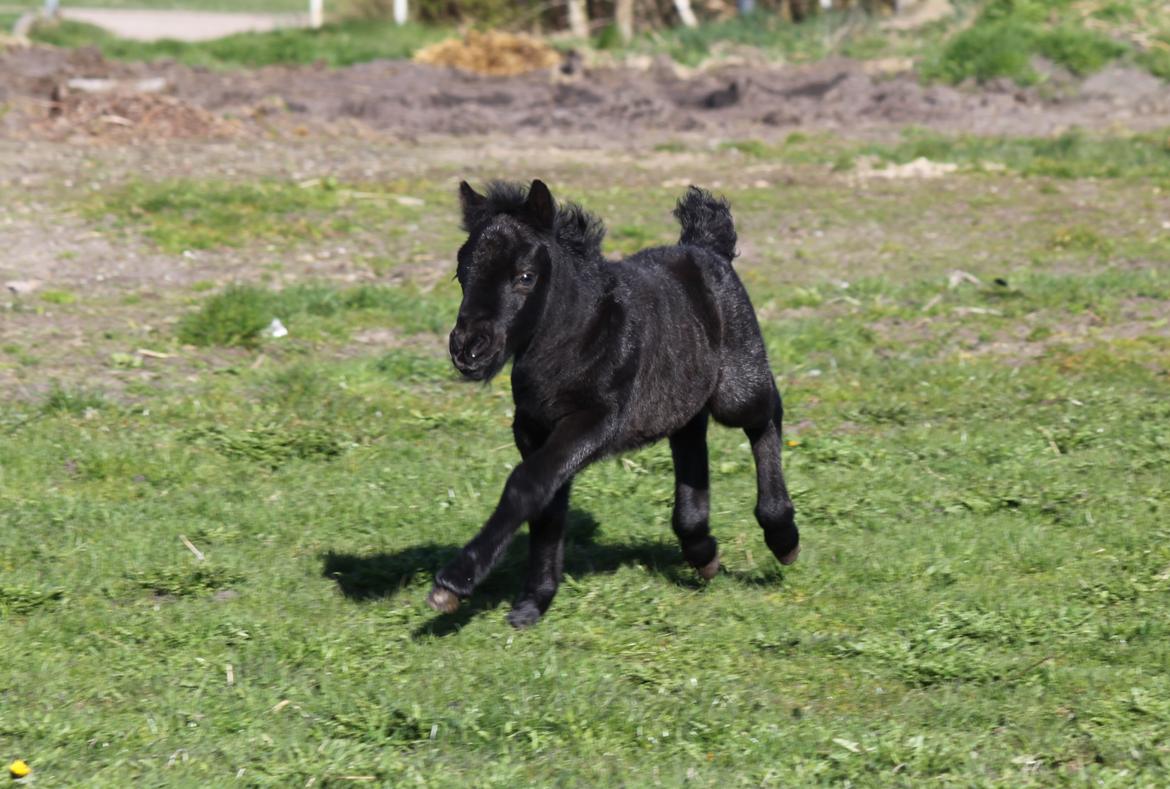 Shetlænder Rubinkes Pascal  billede 3
