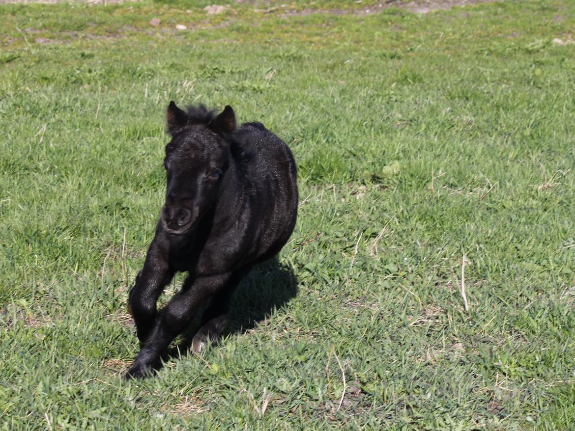 Shetlænder Rubinkes Pascal  billede 6
