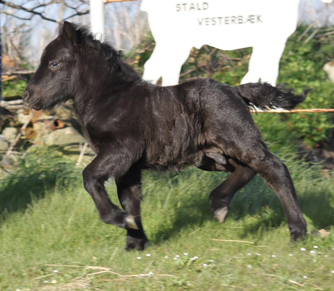 Shetlænder Rubinkes Pascal  billede 7