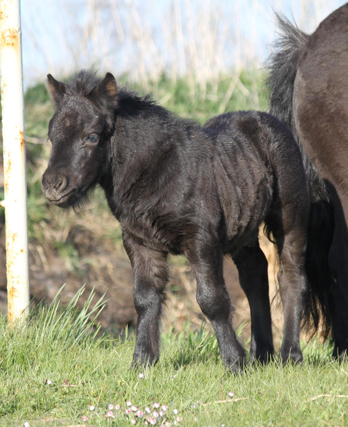 Shetlænder Rubinkes Pascal  billede 9