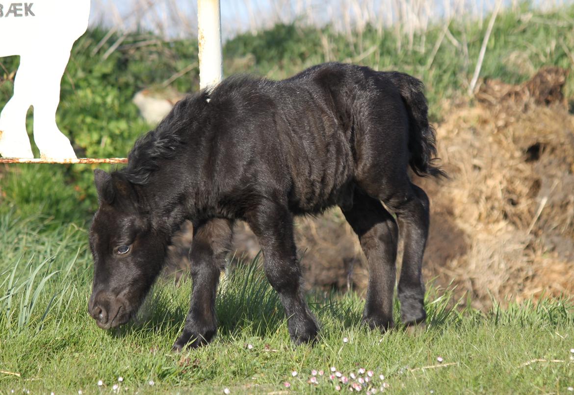 Shetlænder Rubinkes Pascal  billede 8
