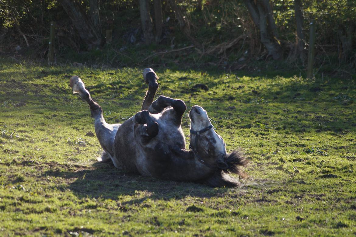 Connemara Bisgaard's Sputnik billede 17