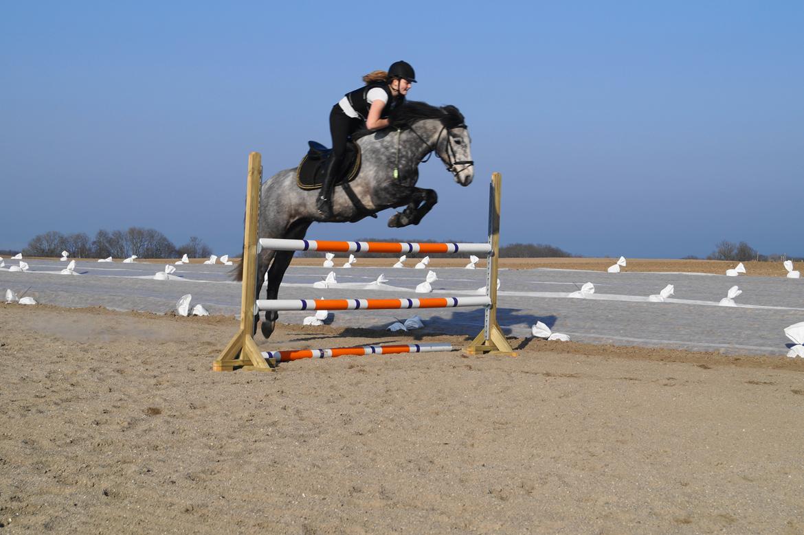 Connemara Bisgaard's Sputnik - 120 cm  billede 9