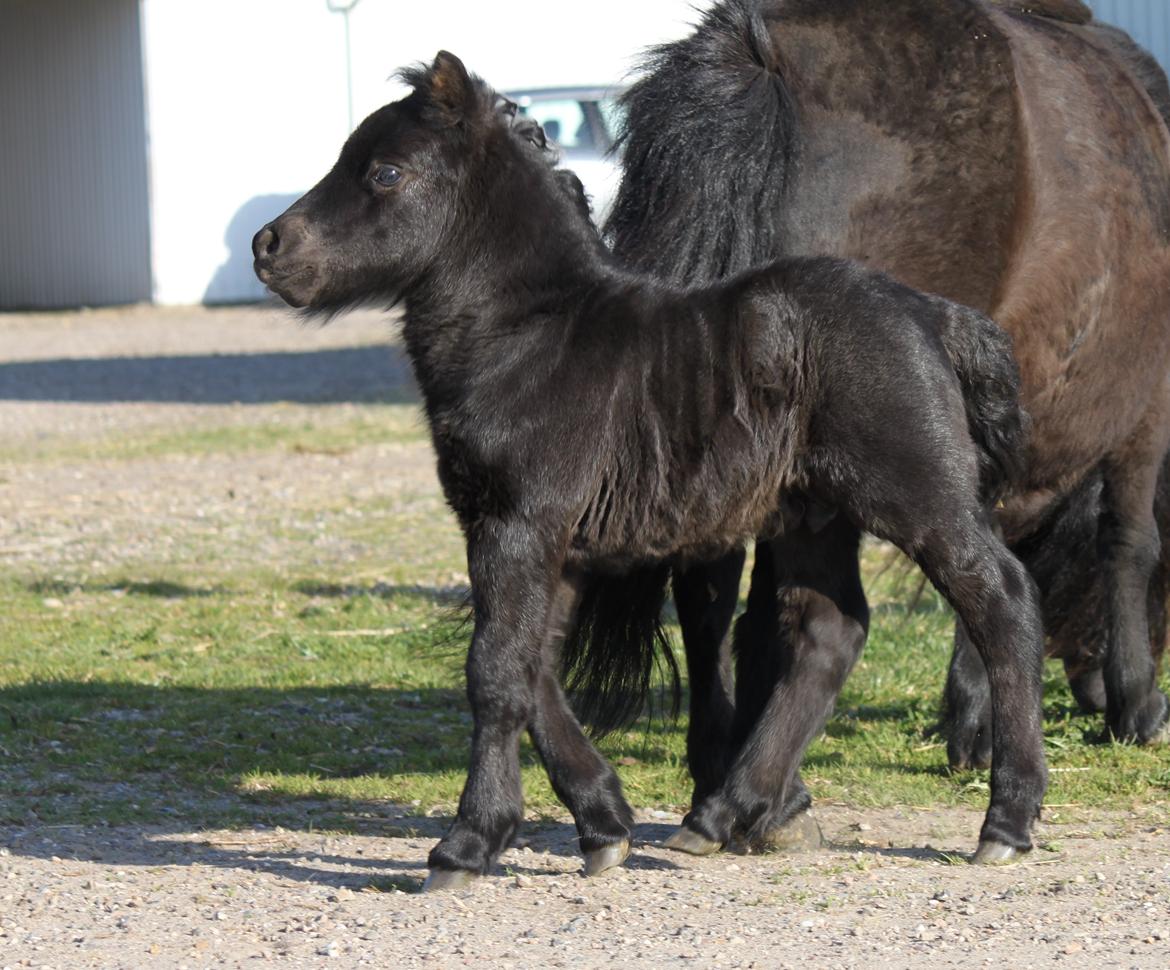 Shetlænder Rubinkes Pascal  billede 10