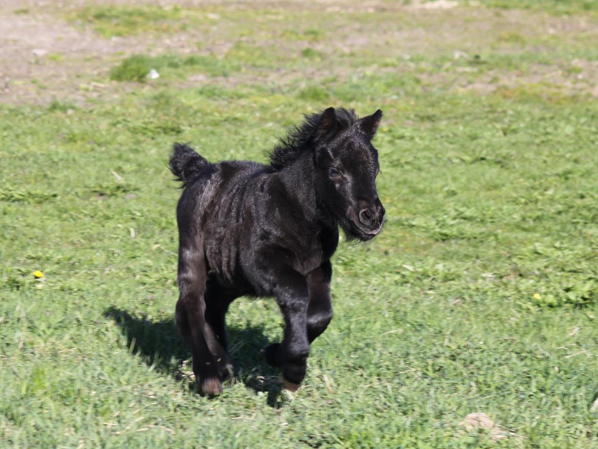 Shetlænder Rubinkes Pascal  billede 11