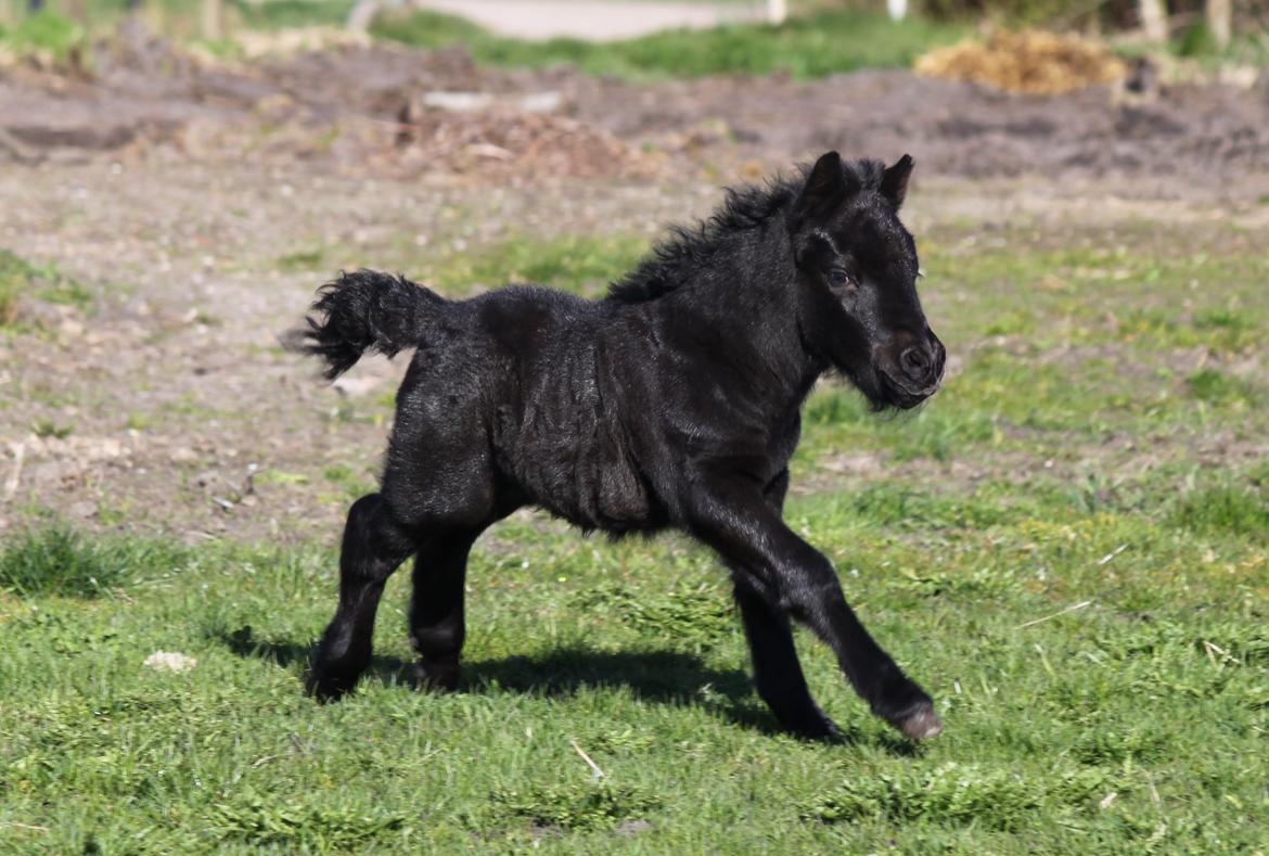 Shetlænder Rubinkes Pascal  billede 12