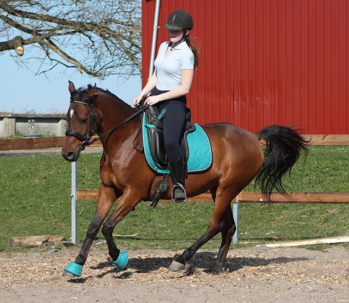DSP Reb'l Fleur - Dressur april 2015 billede 8