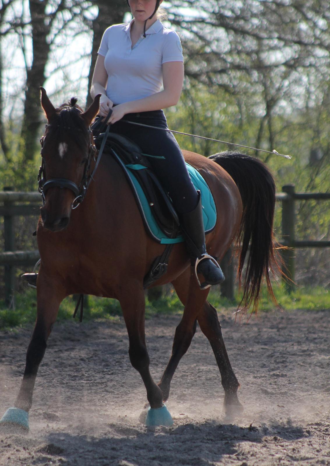 DSP Reb'l Fleur - Dressur april 2015 billede 16