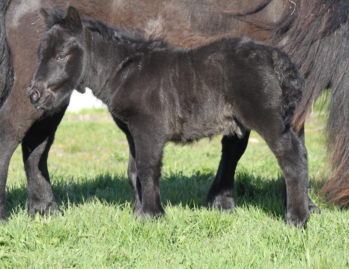 Shetlænder Rubinkes Pascal  billede 13