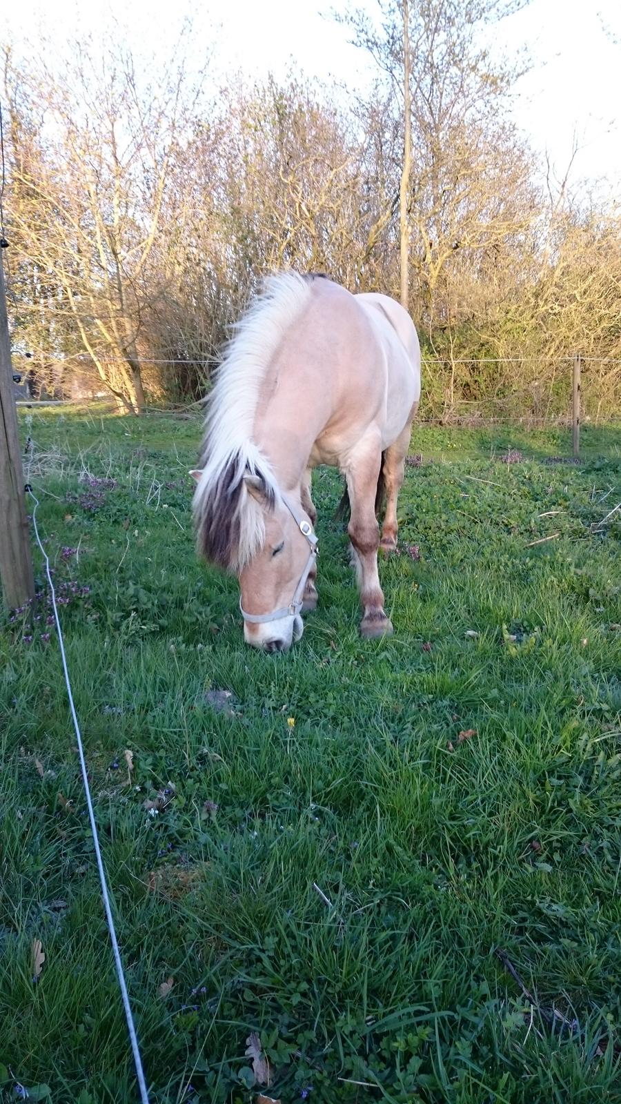 Fjordhest Ronni tidliger hest billede 15