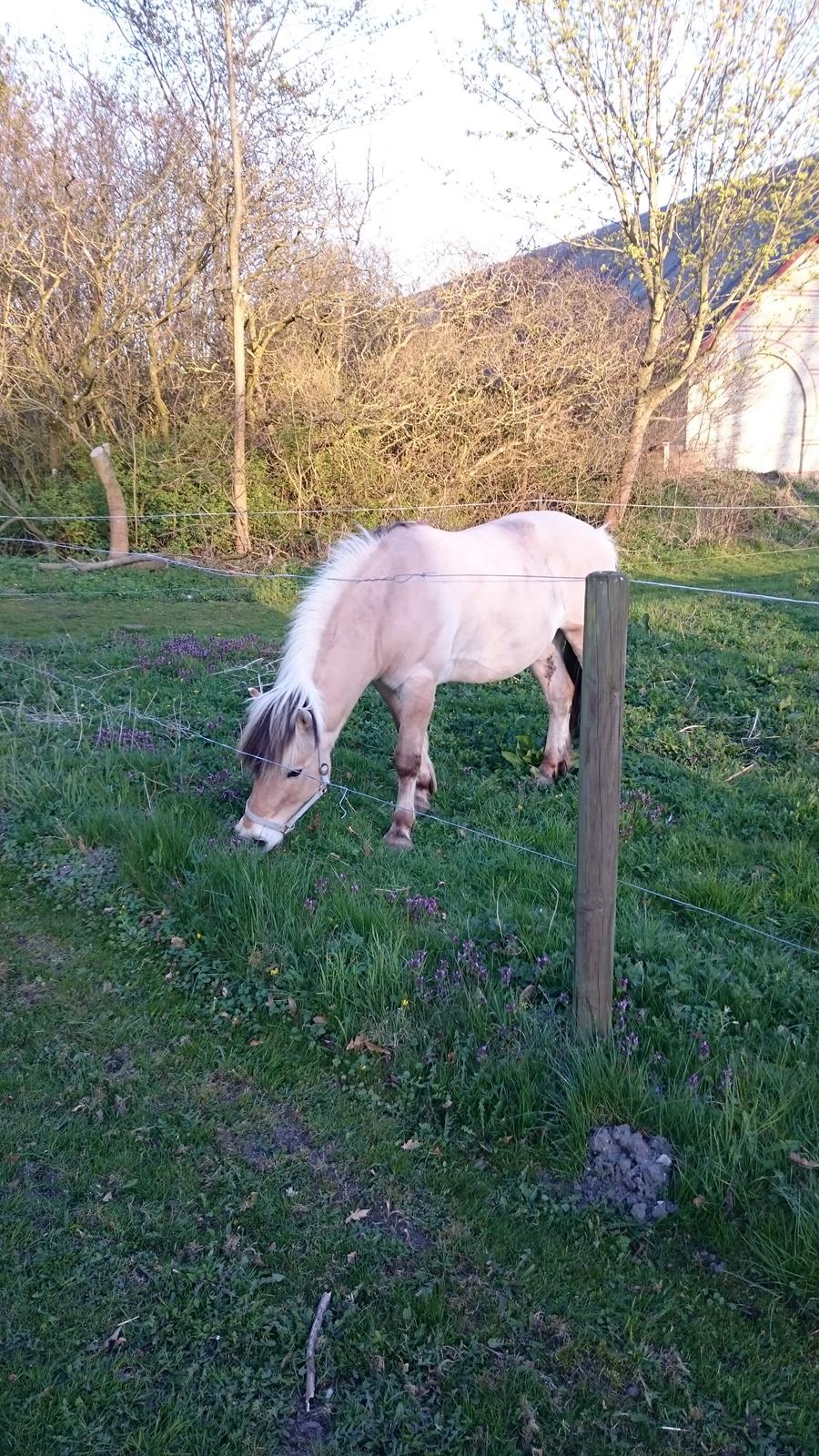 Fjordhest Ronni tidliger hest billede 16