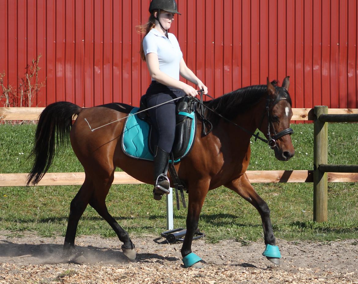 DSP Reb'l Fleur - Dressur april 2015 billede 39