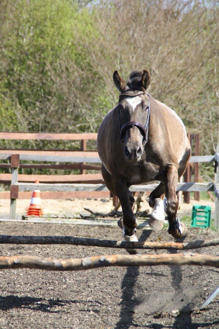 Knabstrupper Antoli´s Lynet billede 11