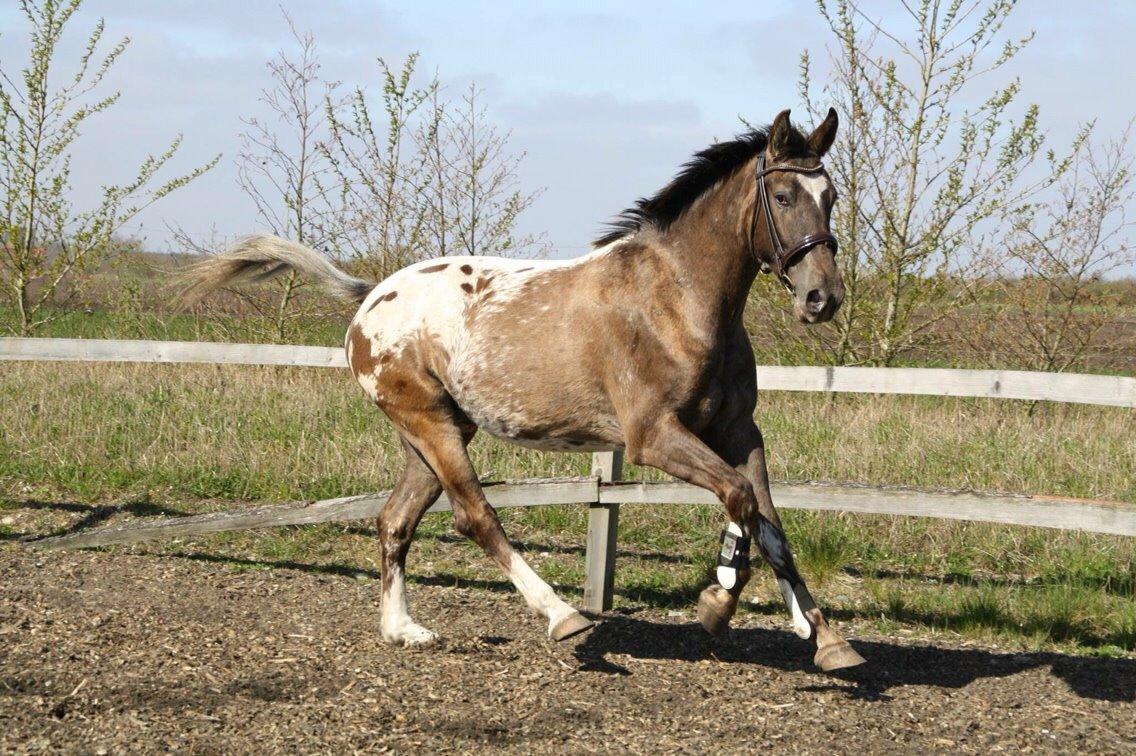 Knabstrupper Antoli´s Lynet billede 1