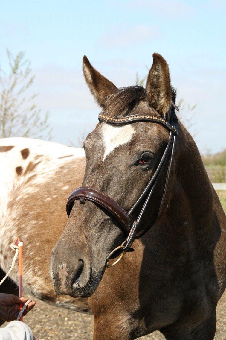 Knabstrupper Antoli´s Lynet billede 14