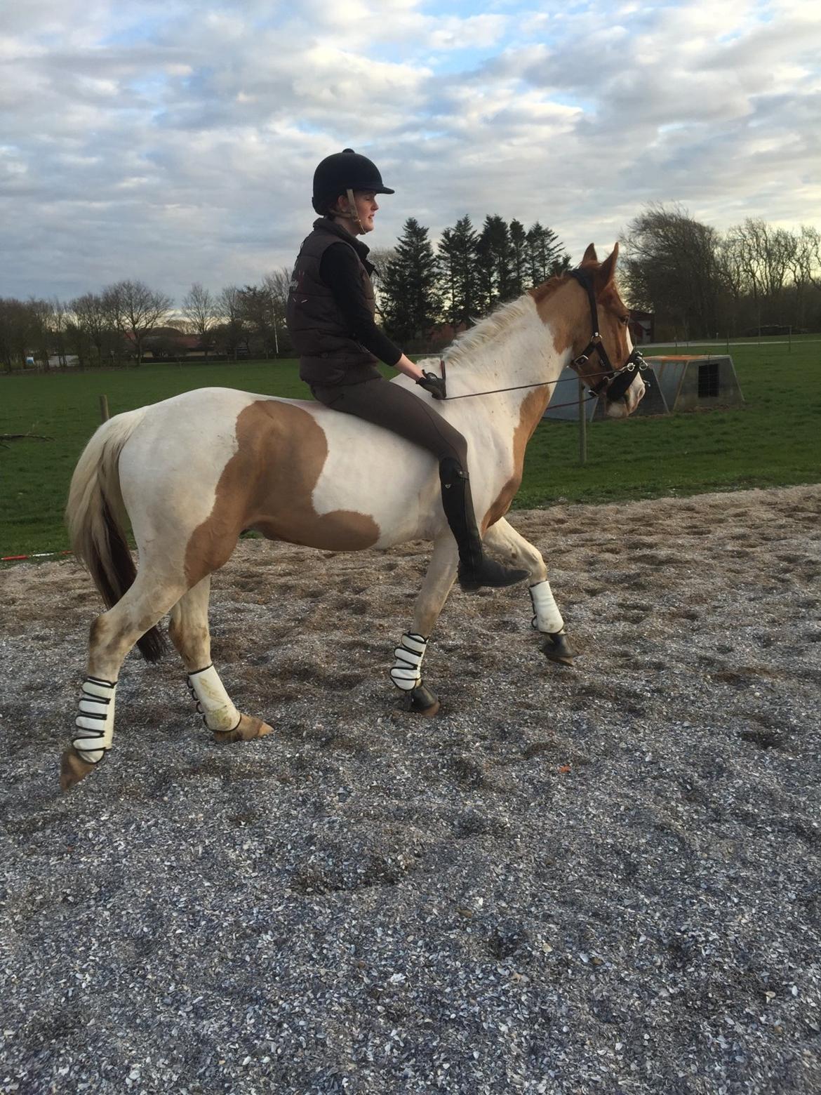 Pinto Captain Morgan billede 8