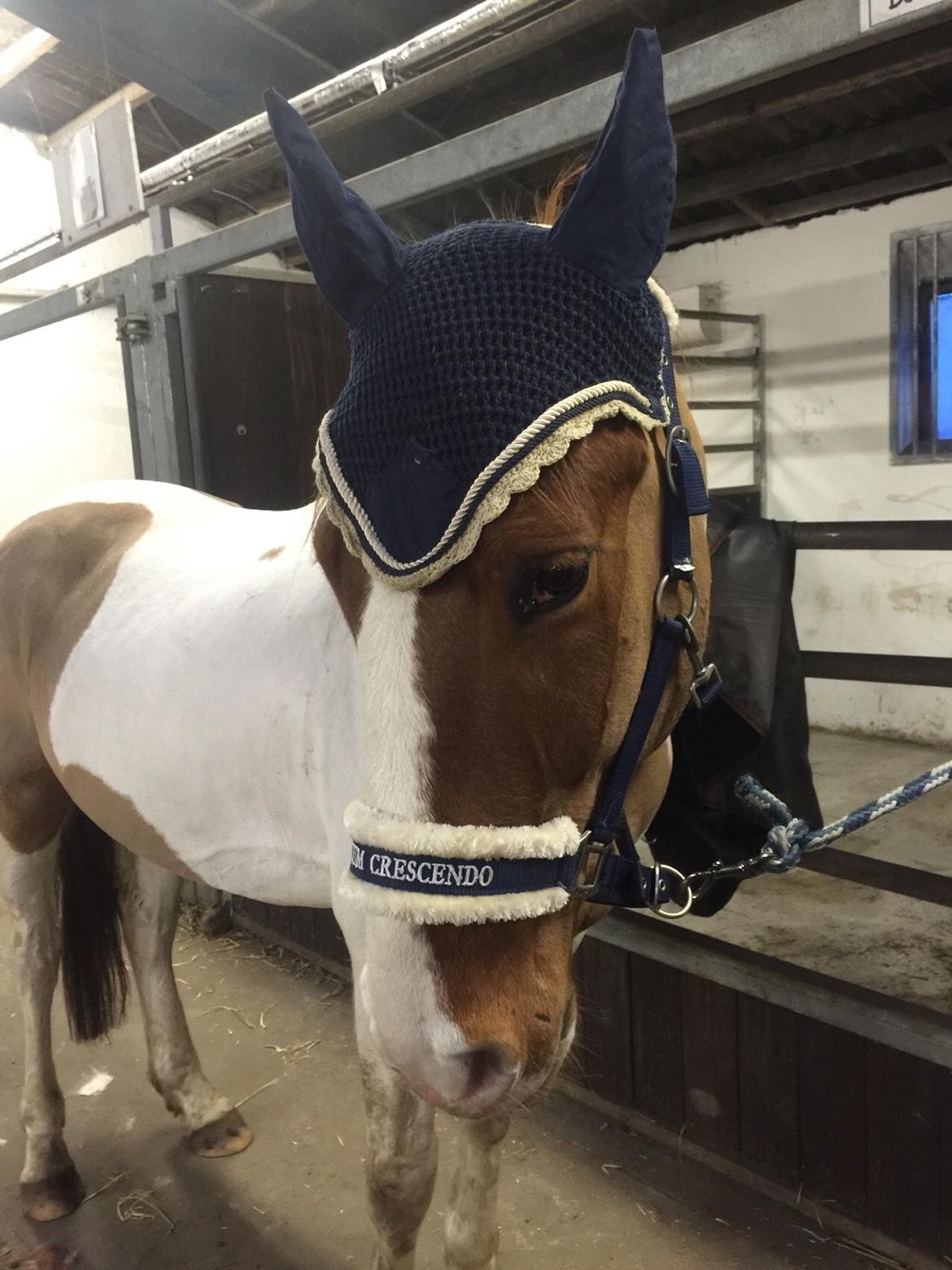 Pinto Captain Morgan billede 10