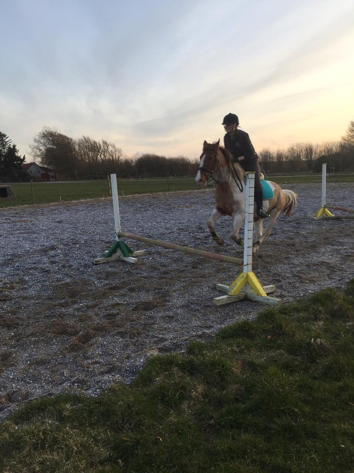 Pinto Captain Morgan billede 11