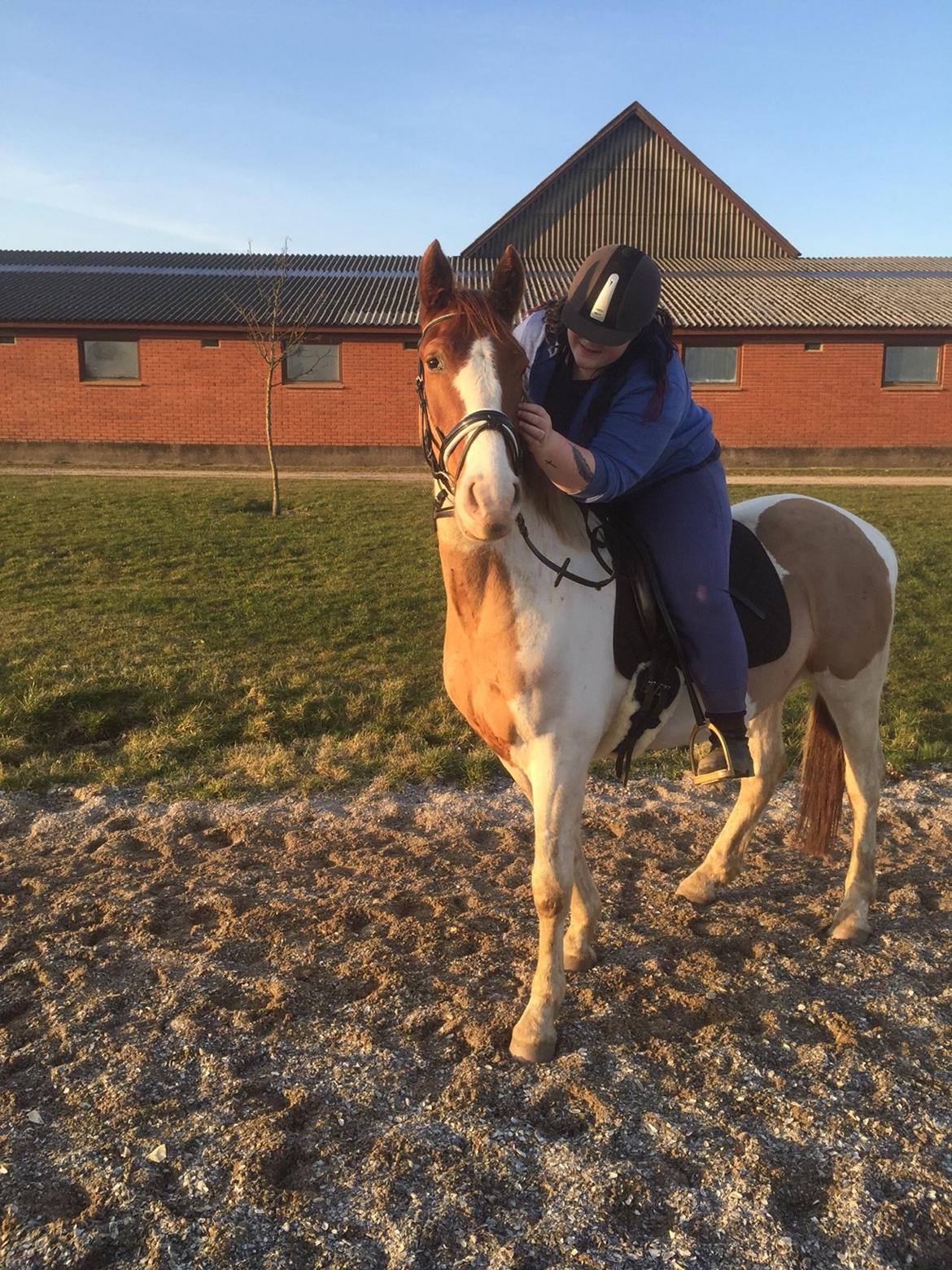 Pinto Captain Morgan billede 13